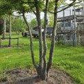 Carpinus Betulus - 5