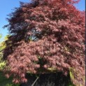 Acer palmatum 'Inaba Shidare' - 1