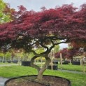 Acer palmatum 'Garnet' - 5