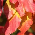 Parrotia persica 'Vanessa'
