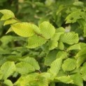 #220 Carpinus betulus Hainbuche