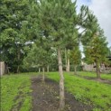 Pinus nigra 'Nigra' - Foto 5