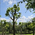 Tilia tomentosa