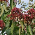 Heptacodium miconoides - Foto 2