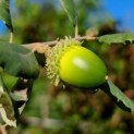 Quercus Suber - Foto 2