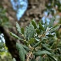 Quercus Suber - Foto 1