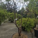 Acer griseum - 3