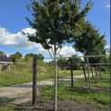 Parrotia persica 'Vanessa' - Foto 2