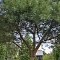 Pinus sylvestris - 4