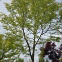 Gleditsia  triacanthos ‘Sunburst’ - Foto 1