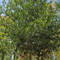 Ilex Nellie Stevens - 1