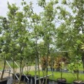 Quercus ilex - 1