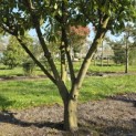 Prunus laurocerasus 'Rotundifolia' - Foto 3