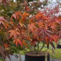 Acer palmatum - 6