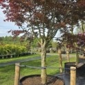 Acer palmatum 'Bloodgood' - Foto 6