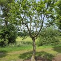 Carpinus betulus - 2