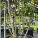Quercus ilex - 3
