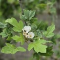 Malus Trilobata - mei 2026