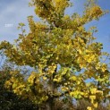 Ginkgo biloba - 1