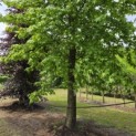 Liquidambar styraciflua - 2
