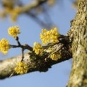Cornus mas, gele kornoelje bloei