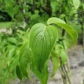 Cornus mas, gele kornoelje blad
