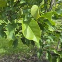 Magnolia 'Spectrum' - 1
