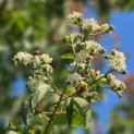 Heptacodium miconioides - 1