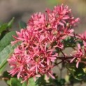 Heptacodium miconioides