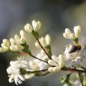 Heptacodium miconioides