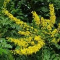 #2705 Koelreuteria paniculata Blasenesche
