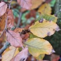 Fagus sylvatica 'Atropunicea' - 2