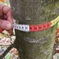 Fagus sylvatica 'Atropunicea' - 1