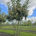 Prunus laurocerasus 'Caucasica' - Foto 6