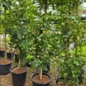Acer campestre 'Green Column' - 1