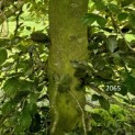Fagus sylvatica 'Atropunicea' - 4