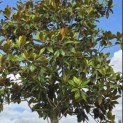 Magnolia grandiflora 'Galissonnière' - Foto 1