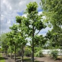 Platanus x hispanica - 2