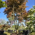 Acer palmatum Masu-kagami - 2