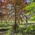 Fagus sylvatica 'Atropunicea' - 2