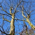 Fagus sylvatica - 1