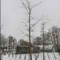 Quercus cerris 'Marmor Star' - 2025