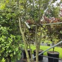 Quercus ilex - 2