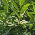 Castanea Sativa - 1