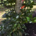 Fagus sylvatica 'Atropunicea' - Foto 1