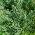 Sequoiadendron giganteum 'Glaucum' - 3