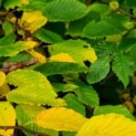 Carpinus betulus
