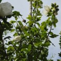Hibiscus syriacus 'White Chiffon' - 6