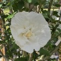 Hibiscus syriacus 'White Chiffon' - 7