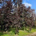 Fagus sylvatica 'Atropunicea' - 1000.  juni 2024.
